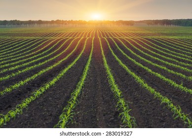 Corn Field. The Lines In Nature. Morning Landscape With Sunlight