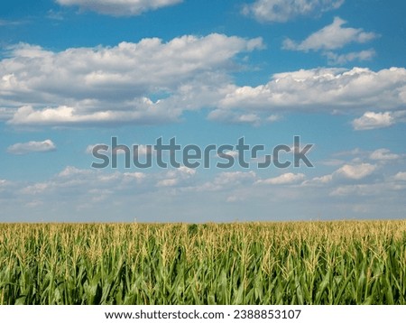 corn field maize close up, cornfield maize in the blue sky background with clouds