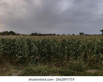 corn field or maize field over cloudy sky before rain. maize field with cloudy background and dark lighting. concept of climate change.