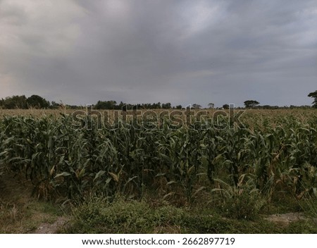 corn field or maize field over cloudy sky before rain. maize field with cloudy background and dark lighting. concept of climate change.