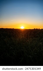 Corn field in may and sunfall 