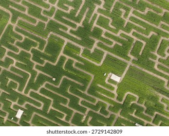 Corn field maze creating complex agricultural puzzle from above