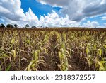 Corn field in a Mennonite farming community near Orange Walk in Northern Belize, Central America. The industrious Mennonites are a religious sect in Belize similar to the Pennsylvania Amish.