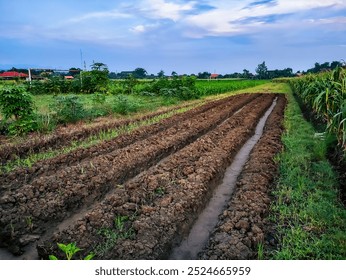 Corn Field in the morning. The field has been prepared for planting corn. - Powered by Shutterstock