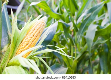 Corn Field At Mountain