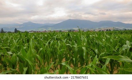 Corn field in the mountains, landscape