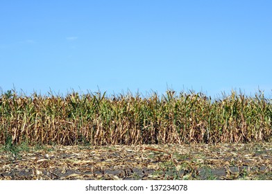 Corn In Field Near Harvest Time