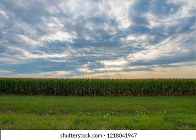 Corn Field In Nebraska At Sunset
