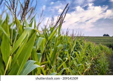 Corn Field On A Background Of Blue Sky.