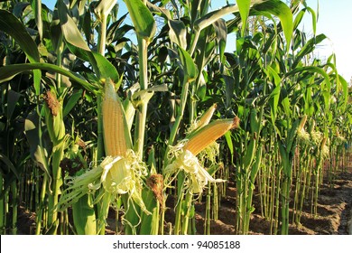 Corn Field, Corn On The Cob