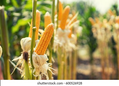 corn field on crop plant for harvesting