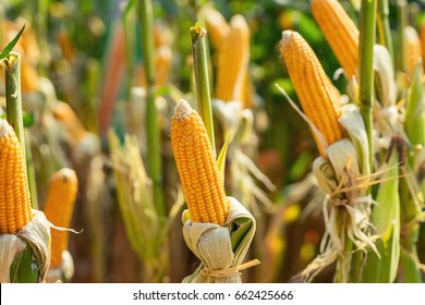 Corn Field On Crop Plant For Harvesting