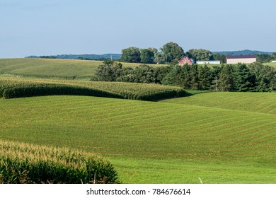 A Corn Field Outside Galena IL