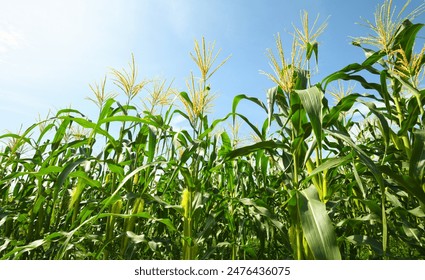 Corn field plantation with blue sky background. - Powered by Shutterstock