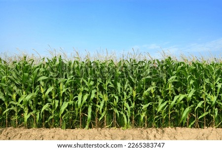 Similar – Image, Stock Photo Cornfield Background