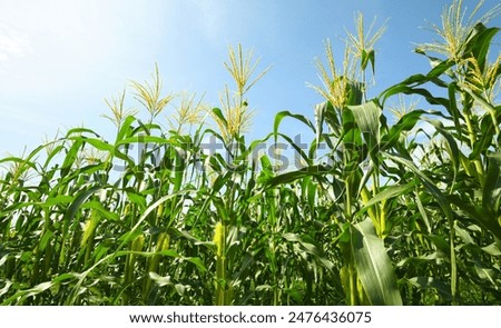Similar – Image, Stock Photo Cornfield Background