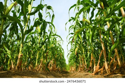 Corn field plantation growing up. - Powered by Shutterstock