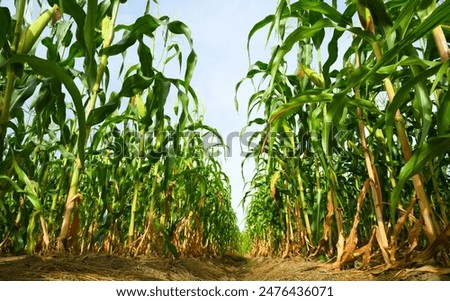 Similar – Image, Stock Photo Cornfield Background