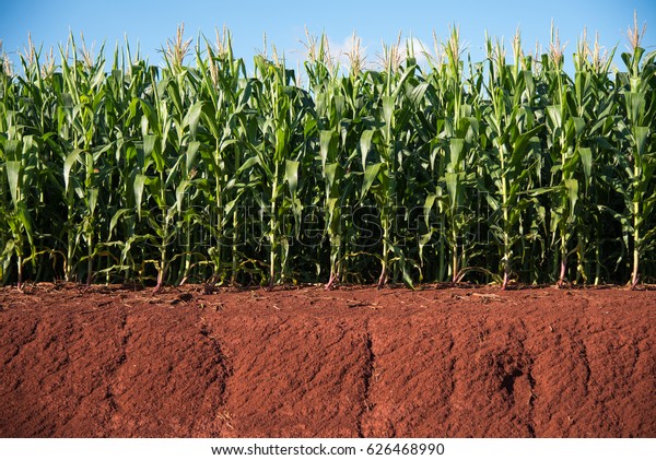 Corn field plants medium\
sized