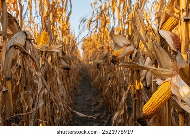Corn field ready for harvest. Fodder corn against the background of a corn field. Row of corn