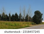 Corn field and row of trees