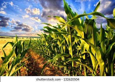 Corn field and sky with beautiful clouds / Corn field