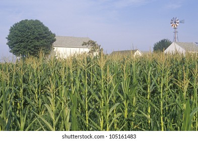 Corn Field, South Bend, IN