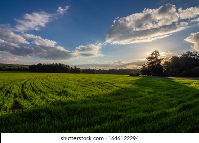 A corn field in spring with beatiful light HDR stock photo. Field crops with sunshine and warm tones. Grass field at morning.