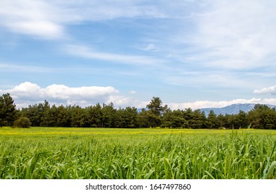 A corn field in spring with beatiful light HDR stock photo