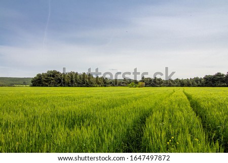 A corn field in spring with beatiful light, Path in field HDR stock photo