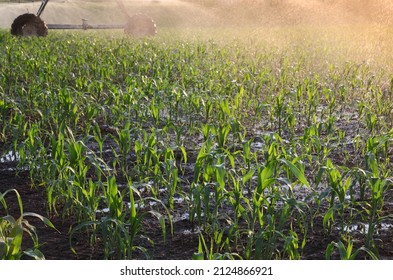 Corn field in spring with irrigation system for water supply, sprinklers sphashing water to plants