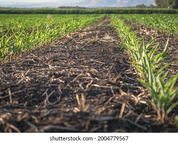 Corn field stripes in advanced germination