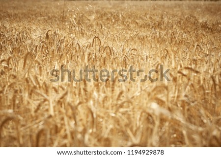 Similar – Wheat field in bright sunshine