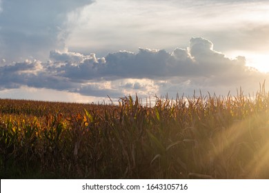 Corn Field With Sun Flare. Prosperity Concept, Agro Business. 