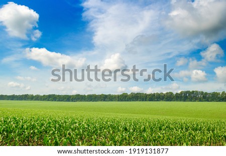 Corn field in the sunny and blue sky. Agricultural landscape.