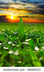 Corn Field At Sunset