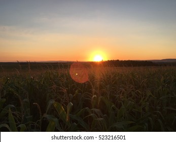 Corn Field Sunset