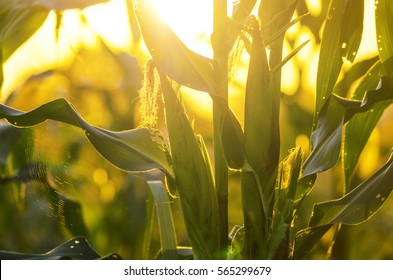 Corn Field In Sunset