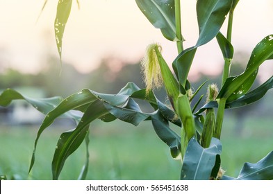 corn field in sunset