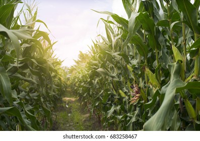 corn field in sunset