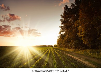 Corn Field At Sunset