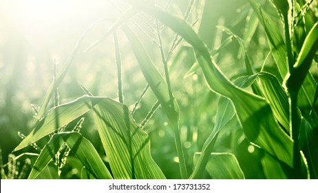 Corn field at sunset, green leaves texture close-up. Abstract natural pattern, background. Plant, agriculture, farm, food industry, environment, alternative production. Panoramic image
