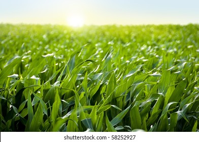 Corn Field In Sunset - Maize