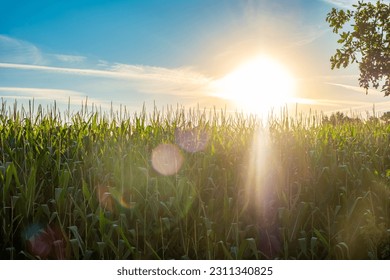 Corn field at sunset or sunrise with a blue sky and some soft clouds in a rural countryside landscape. High quality photo - Shutterstock ID 2311340825