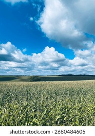 Corn field under blue clouds. Sunny day