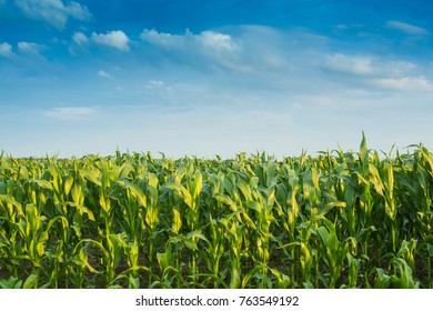 Corn field under blue sky with some fluffy clouds
