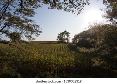 Corn Field View Into The Sunset. Rural Nebraska Farm.