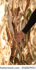 Corn Field Walk Through In The Fall