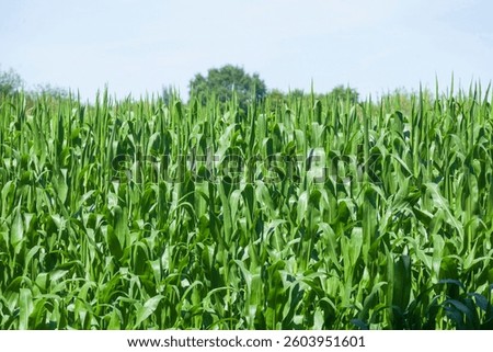 Corn field (Zea mays subsp. mays) , Lower Saxony, Germany