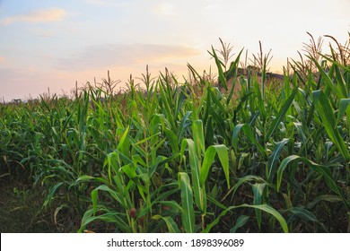 
Corn Fields And Abandoned Buildings